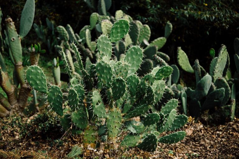 family hacienda and the prickly pear by jeannie bruenning