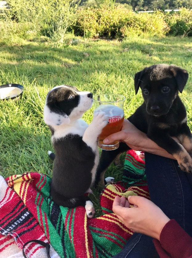 beer loving puppies at prickly pear